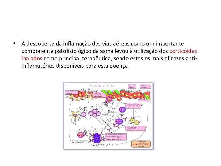  • A descoberta da inflamação das vias aéreas como um importante componente patofisiológico