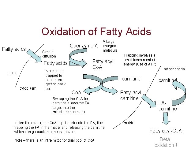 Oxidation of Fatty Acids Fatty acids Coenzyme A Simple diffusion* Fatty acyl. Co. A