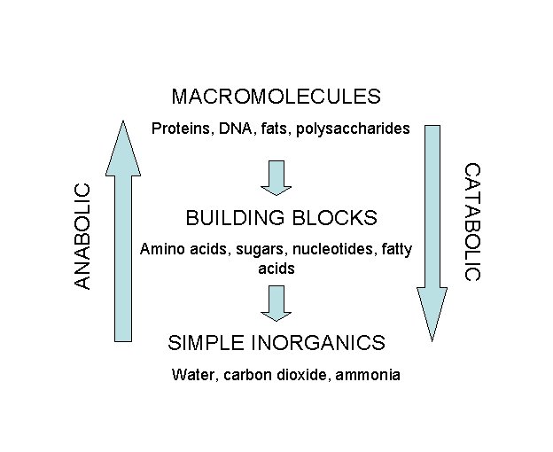 MACROMOLECULES BUILDING BLOCKS Amino acids, sugars, nucleotides, fatty acids SIMPLE INORGANICS Water, carbon dioxide,