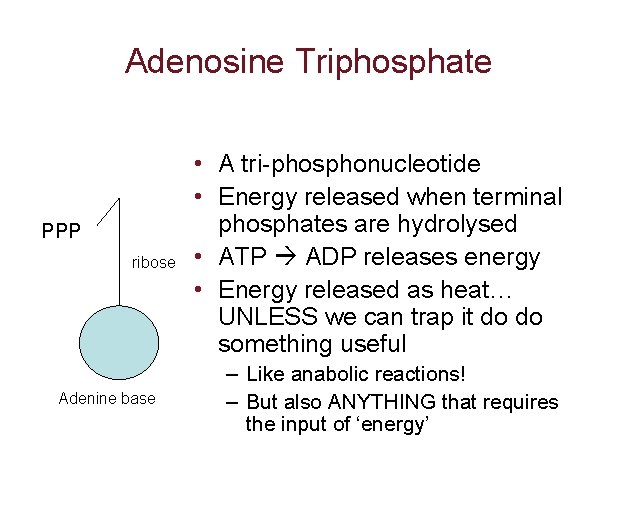 Adenosine Triphosphate PPP ribose Adenine base • A tri-phosphonucleotide • Energy released when terminal