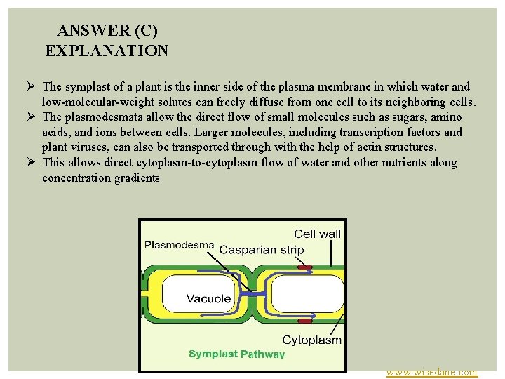 ANSWER (C) EXPLANATION Ø The symplast of a plant is the inner side of