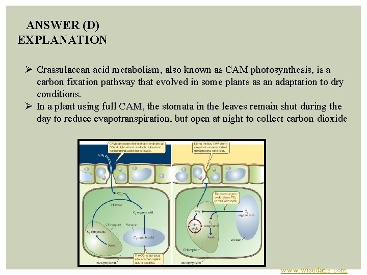 ANSWER (D) EXPLANATION Ø Crassulacean acid metabolism, also known as CAM photosynthesis, is a