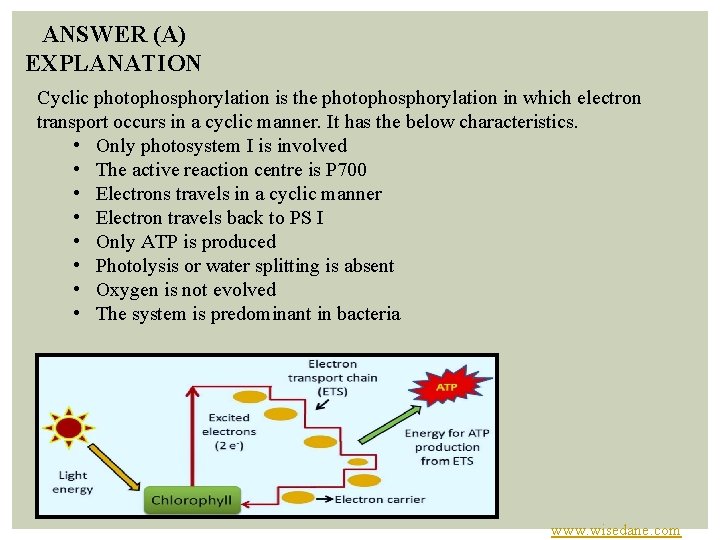 ANSWER (A) EXPLANATION Cyclic photophosphorylation is the photophosphorylation in which electron transport occurs in