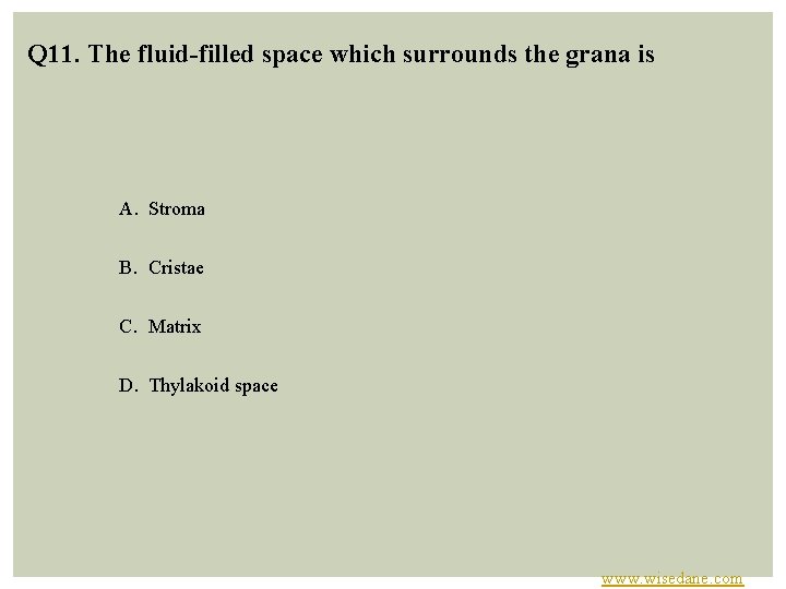 Q 11. The fluid-filled space which surrounds the grana is A. Stroma B. Cristae