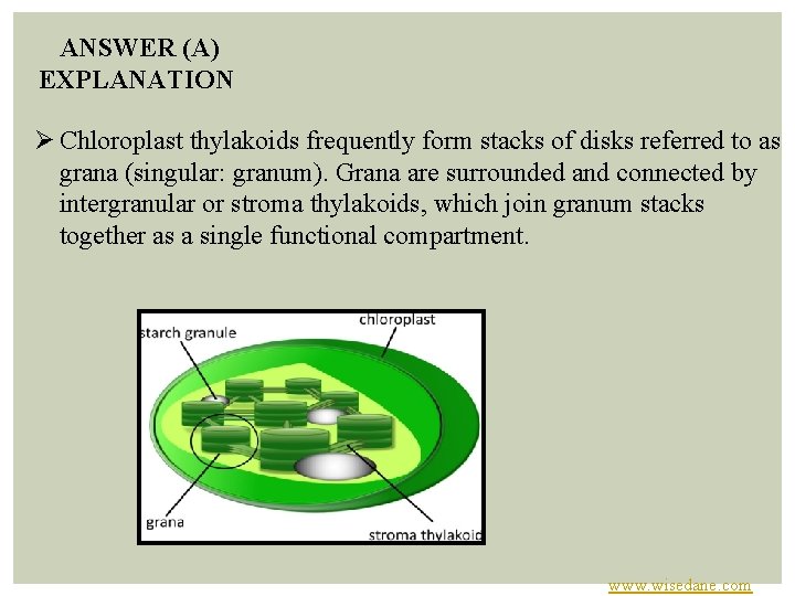 ANSWER (A) EXPLANATION Ø Chloroplast thylakoids frequently form stacks of disks referred to as