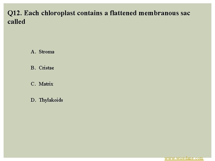 Q 12. Each chloroplast contains a flattened membranous sac called A. Stroma B. Cristae