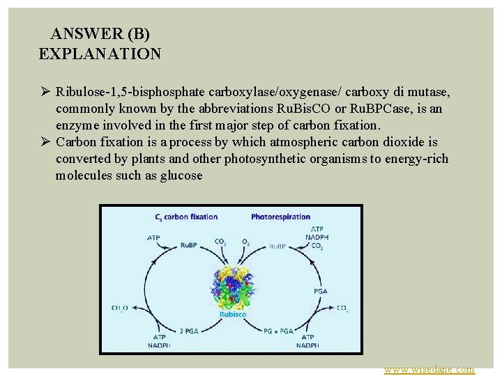 ANSWER (B) EXPLANATION Ø Ribulose 1, 5 bisphosphate carboxylase/oxygenase/ carboxy di mutase, commonly known