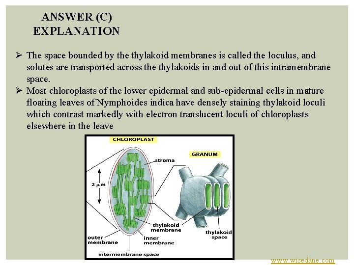 ANSWER (C) EXPLANATION Ø The space bounded by the thylakoid membranes is called the