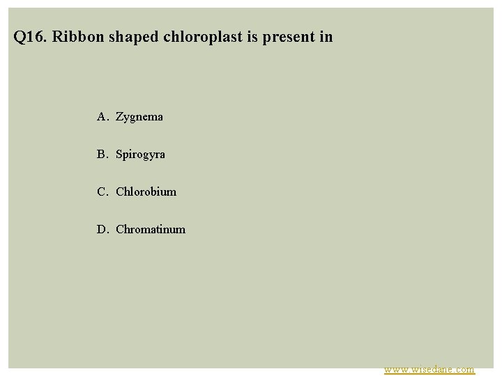 Q 16. Ribbon shaped chloroplast is present in A. Zygnema B. Spirogyra C. Chlorobium