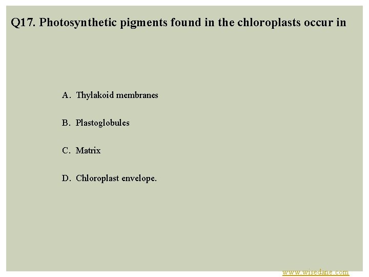 Q 17. Photosynthetic pigments found in the chloroplasts occur in A. Thylakoid membranes B.