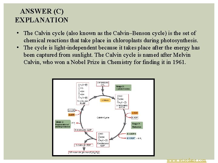 ANSWER (C) EXPLANATION • The Calvin cycle (also known as the Calvin–Benson cycle) is