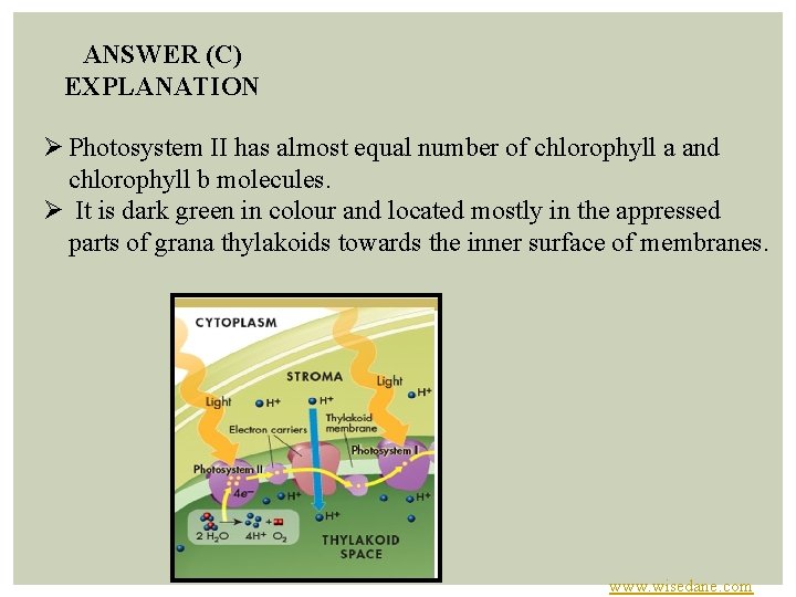 ANSWER (C) EXPLANATION Ø Photosystem II has almost equal number of chlorophyll a and