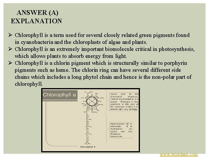  ANSWER (A) EXPLANATION Ø Chlorophyll is a term used for several closely related