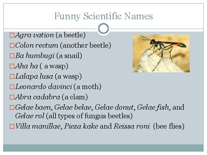 Funny Scientific Names �Agra vation (a beetle) �Colon rectum (another beetle) �Ba humbugi (a