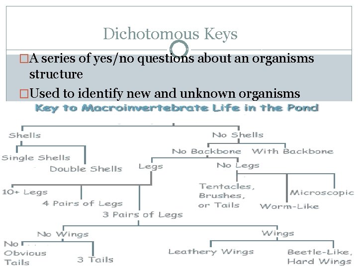 Dichotomous Keys �A series of yes/no questions about an organisms structure �Used to identify