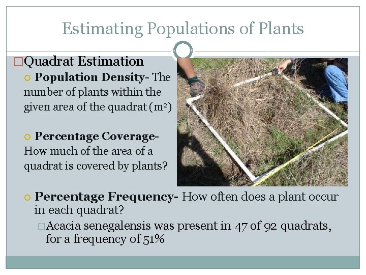 Estimating Populations of Plants �Quadrat Estimation Population Density- The number of plants within the