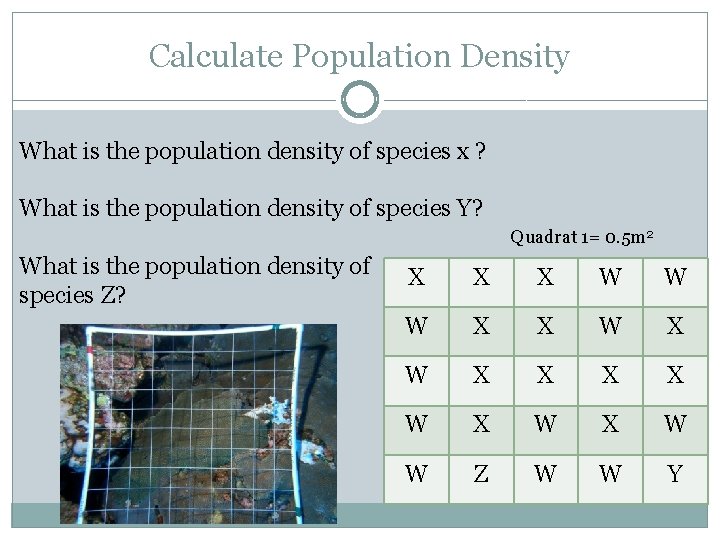 Calculate Population Density What is the population density of species x ? What is