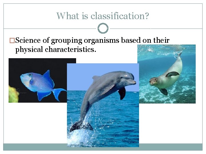 What is classification? �Science of grouping organisms based on their physical characteristics. 