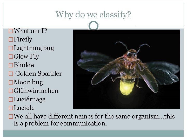 Why do we classify? �What am I? �Firefly �Lightning bug �Glow Fly �Blinkie �