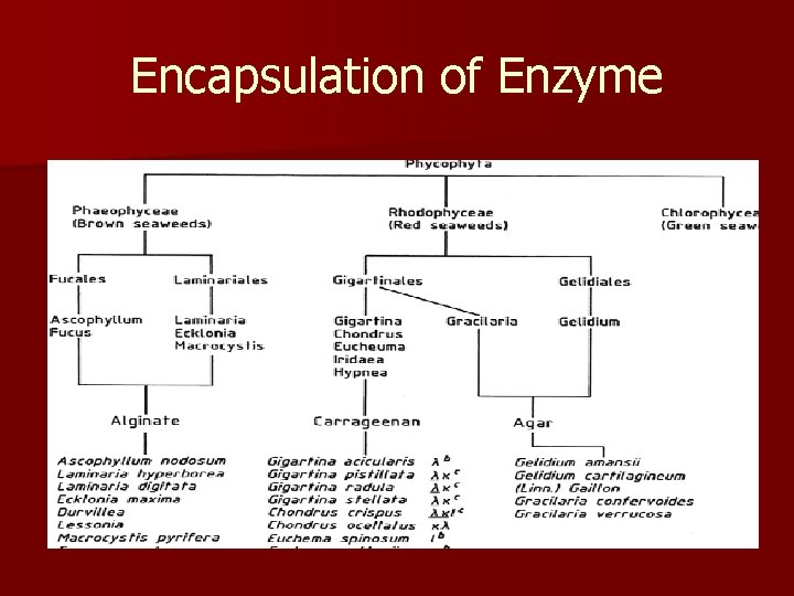 Encapsulation of Enzyme 