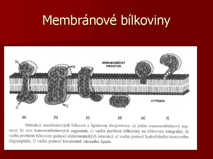 Membránové bílkoviny 