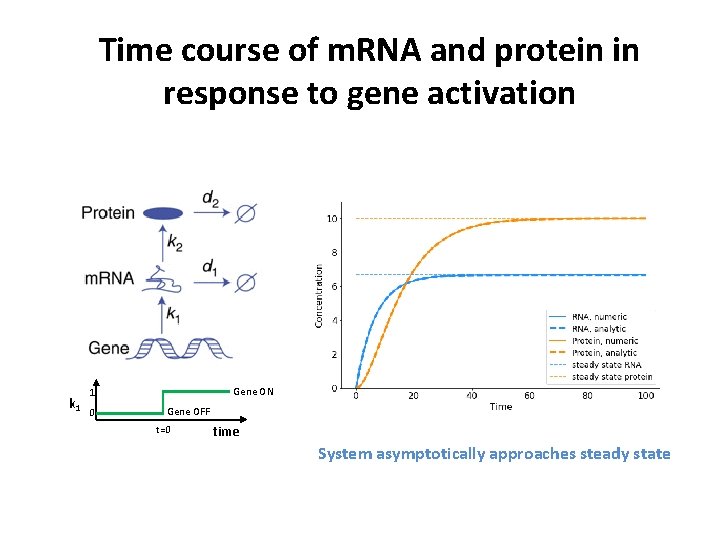 Time course of m. RNA and protein in response to gene activation k 1