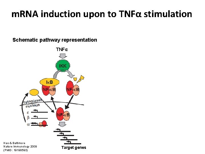 m. RNA induction upon to TNFα stimulation Schematic pathway representation TNFα Hao & Baltimore