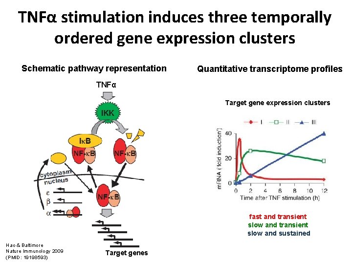 TNFα stimulation induces three temporally ordered gene expression clusters Schematic pathway representation Quantitative transcriptome