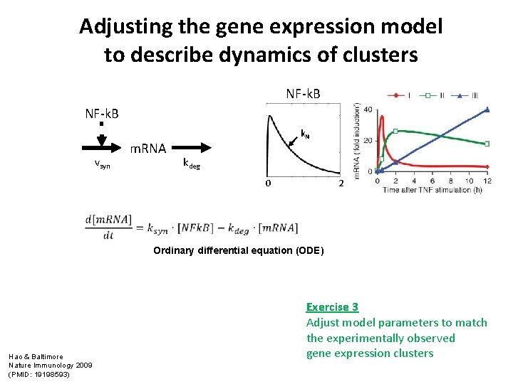 Adjusting the gene expression model to describe dynamics of clusters NF-k. B vsyn m.
