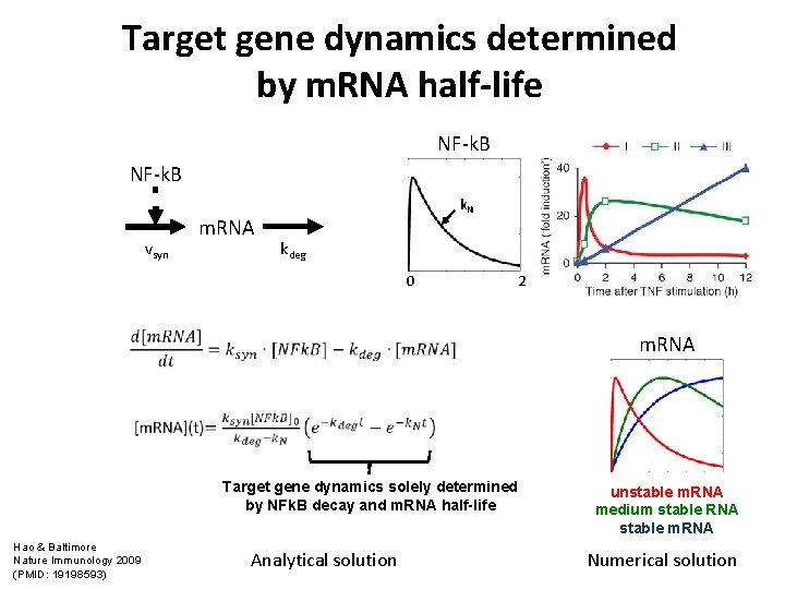 Target gene dynamics determined by m. RNA half-life NF-k. B vsyn m. RNA k.