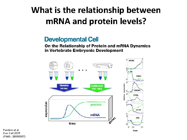 What is the relationship between m. RNA and protein levels? Peshkin et al Dev