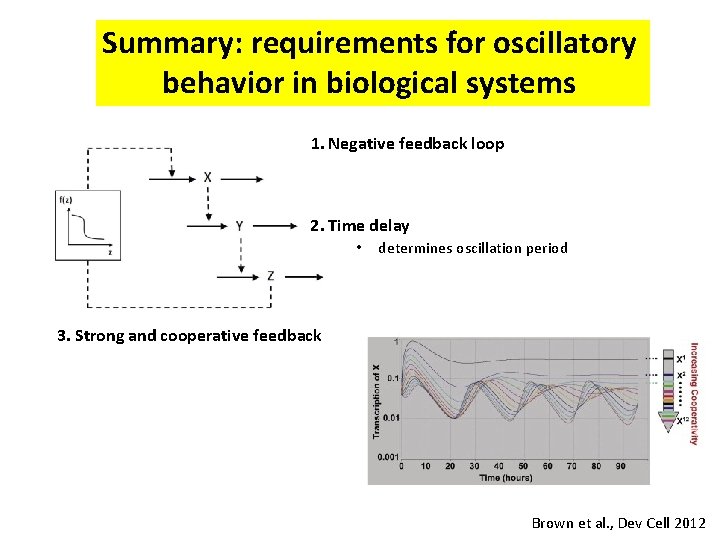 Summary: requirements for oscillatory behavior in biological systems 1. Negative feedback loop 2. Time