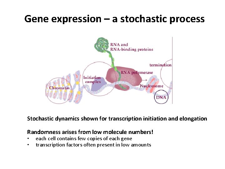 Gene expression – a stochastic process Stochastic dynamics shown for transcription initiation and elongation