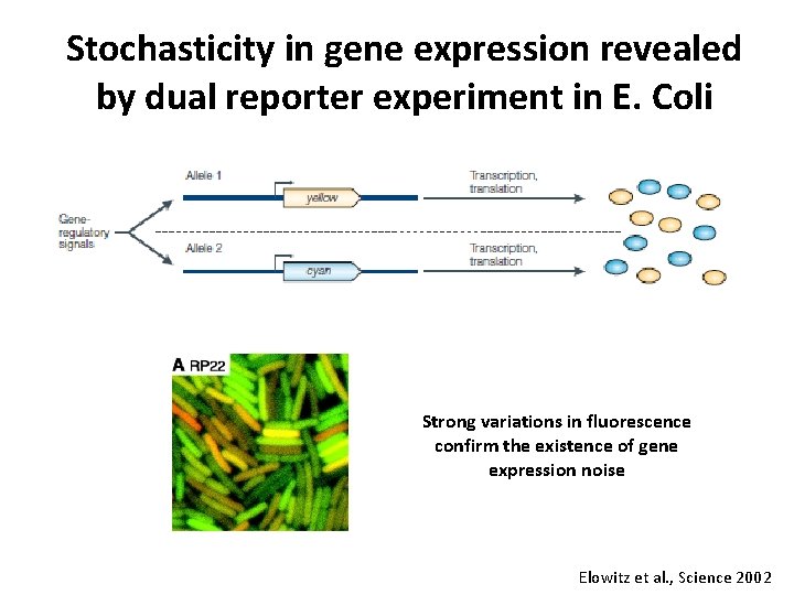 Stochasticity in gene expression revealed by dual reporter experiment in E. Coli Strong variations
