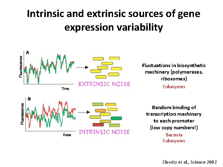 Intrinsic and extrinsic sources of gene expression variability Fluctuations in biosynthetic machinery (polymerases, ribosomes)