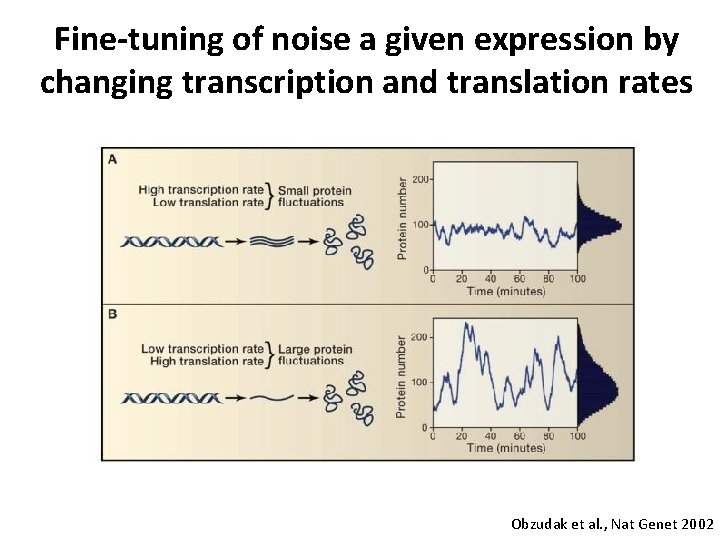 Fine-tuning of noise a given expression by changing transcription and translation rates Obzudak et