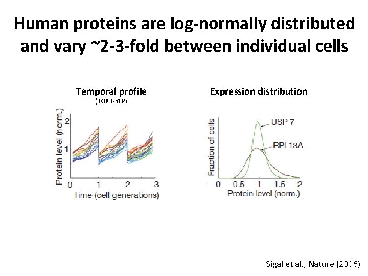 Human proteins are log-normally distributed and vary ~2 -3 -fold between individual cells Temporal