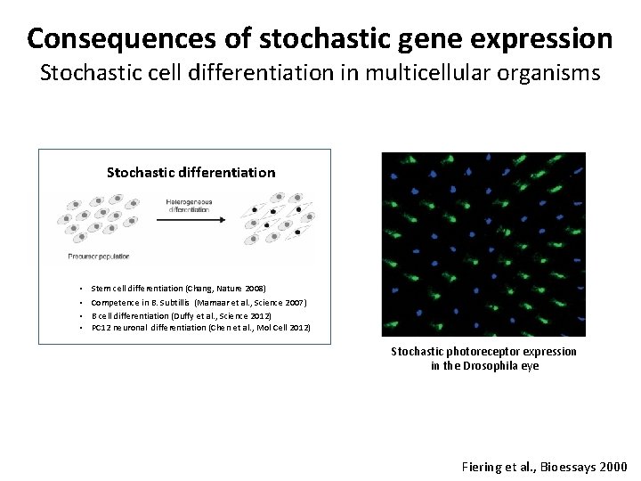Consequences of stochastic gene expression Stochastic cell differentiation in multicellular organisms Stochastic differentiation •