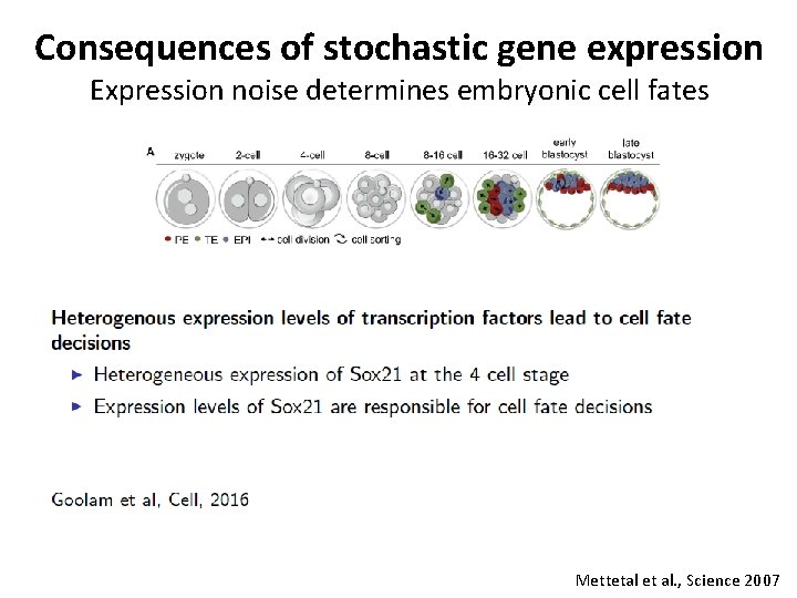Consequences of stochastic gene expression Expression noise determines embryonic cell fates Mettetal et al.