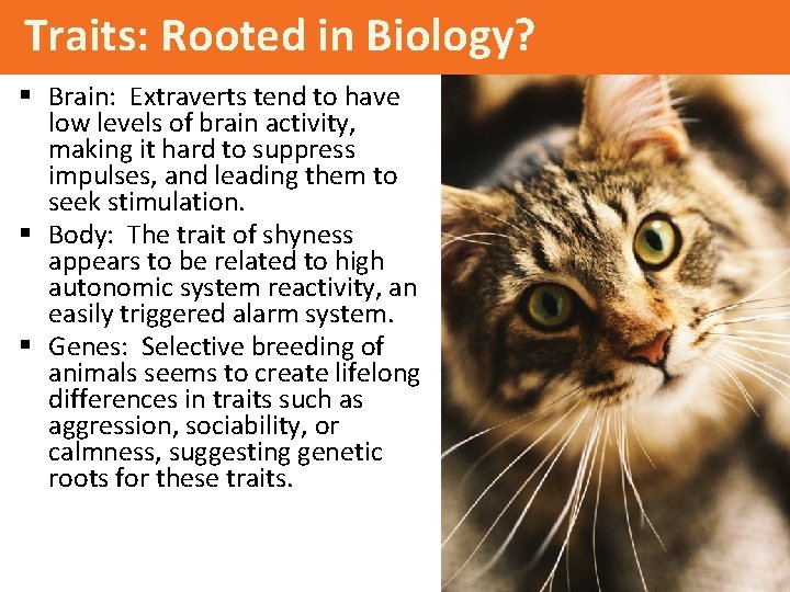 Traits: Rooted in Biology? § Brain: Extraverts tend to have low levels of brain