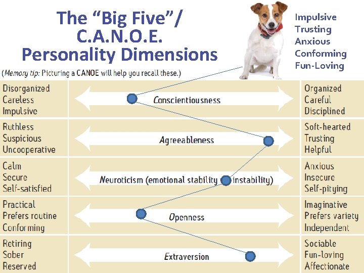 The “Big Five”/ C. A. N. O. E. Personality Dimensions Impulsive Trusting Anxious Conforming