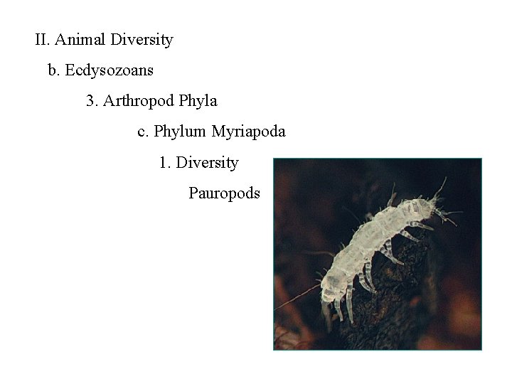 II. Animal Diversity b. Ecdysozoans 3. Arthropod Phyla c. Phylum Myriapoda 1. Diversity Pauropods