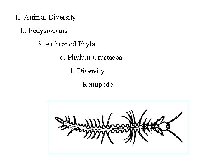 II. Animal Diversity b. Ecdysozoans 3. Arthropod Phyla d. Phylum Crustacea 1. Diversity Remipede