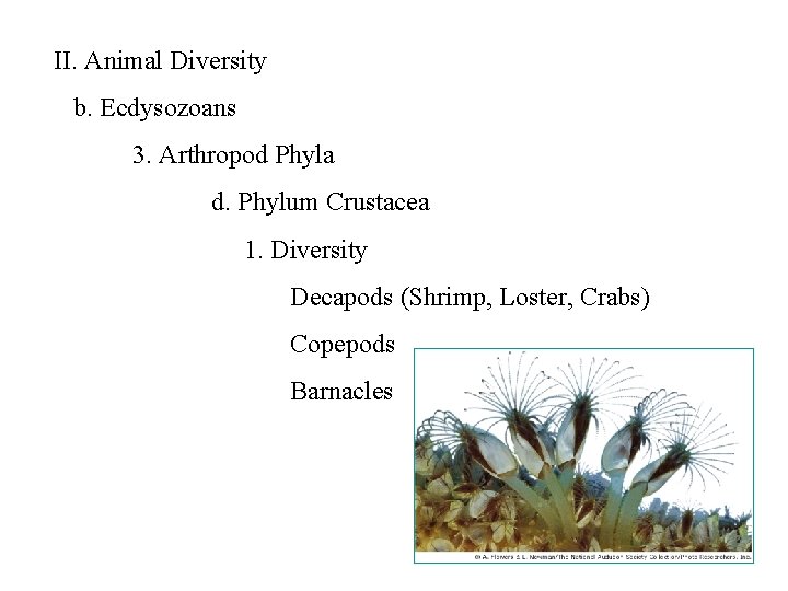 II. Animal Diversity b. Ecdysozoans 3. Arthropod Phyla d. Phylum Crustacea 1. Diversity Decapods