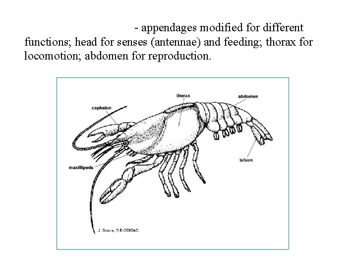 - appendages modified for different functions; head for senses (antennae) and feeding; thorax for