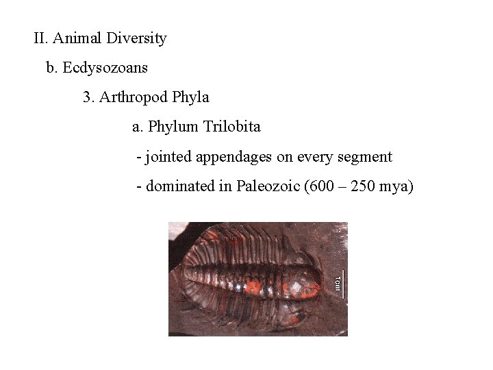 II. Animal Diversity b. Ecdysozoans 3. Arthropod Phyla a. Phylum Trilobita - jointed appendages