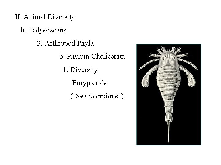 II. Animal Diversity b. Ecdysozoans 3. Arthropod Phyla b. Phylum Chelicerata 1. Diversity Eurypterids