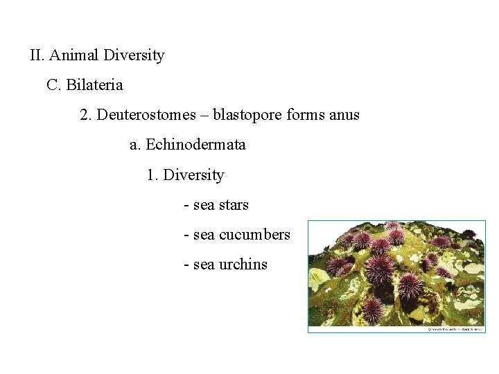 II. Animal Diversity C. Bilateria 2. Deuterostomes – blastopore forms anus a. Echinodermata 1.