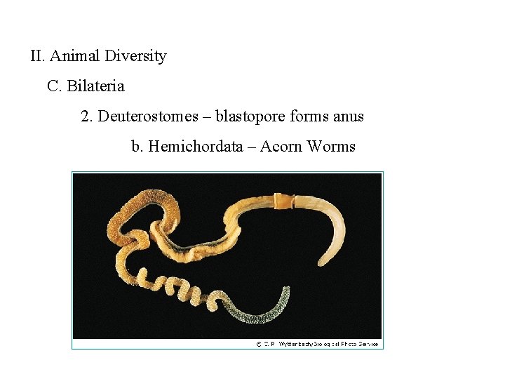 II. Animal Diversity C. Bilateria 2. Deuterostomes – blastopore forms anus b. Hemichordata –