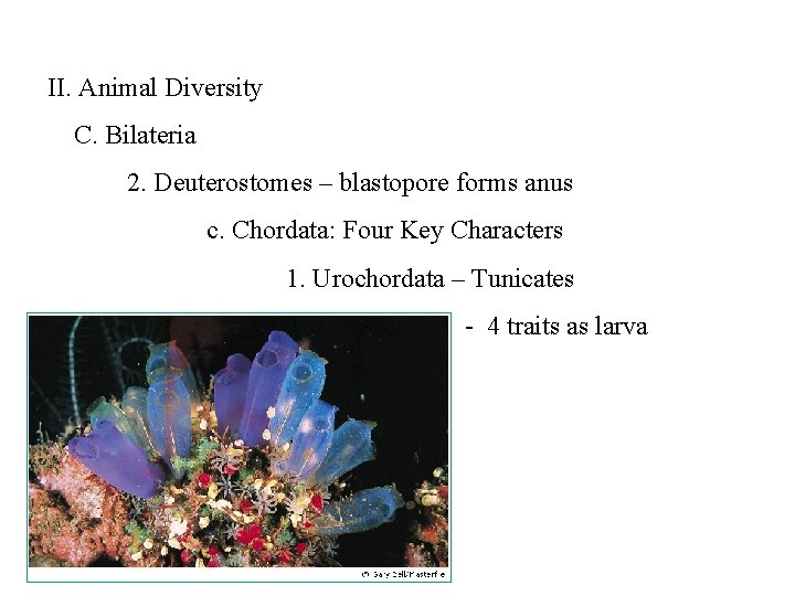 II. Animal Diversity C. Bilateria 2. Deuterostomes – blastopore forms anus c. Chordata: Four
